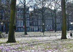 Lange Voorhout (home of the Montesquieu Institute) with flowers Lange Voorhout (home of the Montesquieu Institute) with flowers