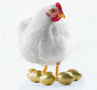 kip met gouden eieren